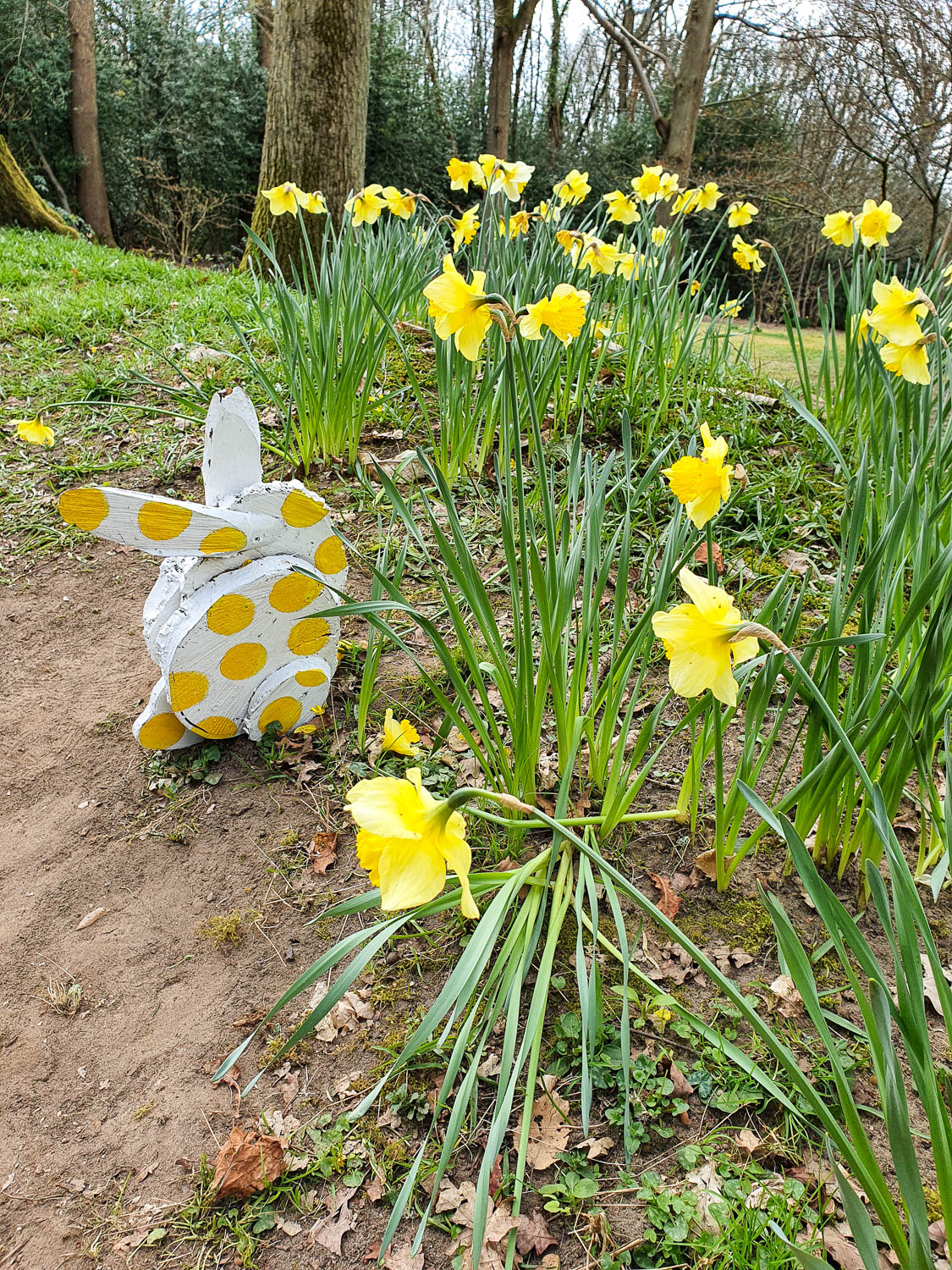 Yellow and white polkdot bunny, one of the spotty rabbits from the Easter trail at Winkworth Arboretum, among daffodils - a visit to Winkworth Arboretum with kids