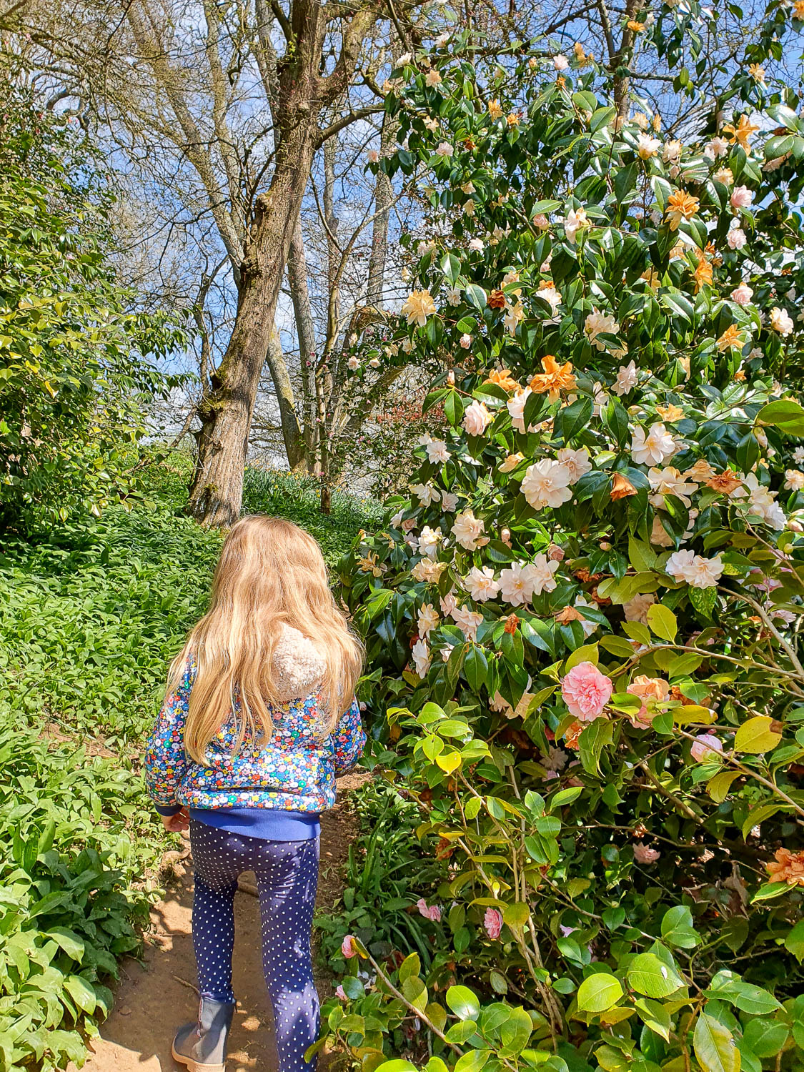 My daughter walks along a little path past flowers at Winkworth Arboretum National Trust during a day out in Surrey with kids