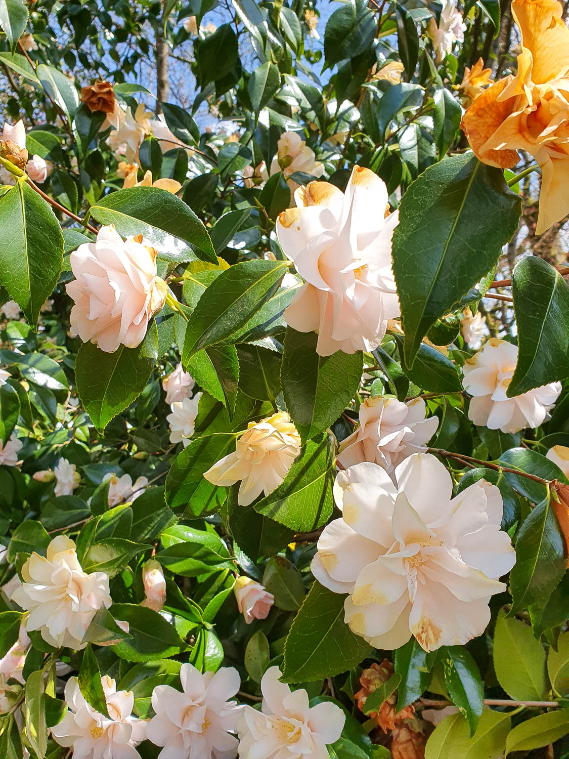 Flowers blooming at Winkworth Arboretum National Trust during a day out in Surrey with kids