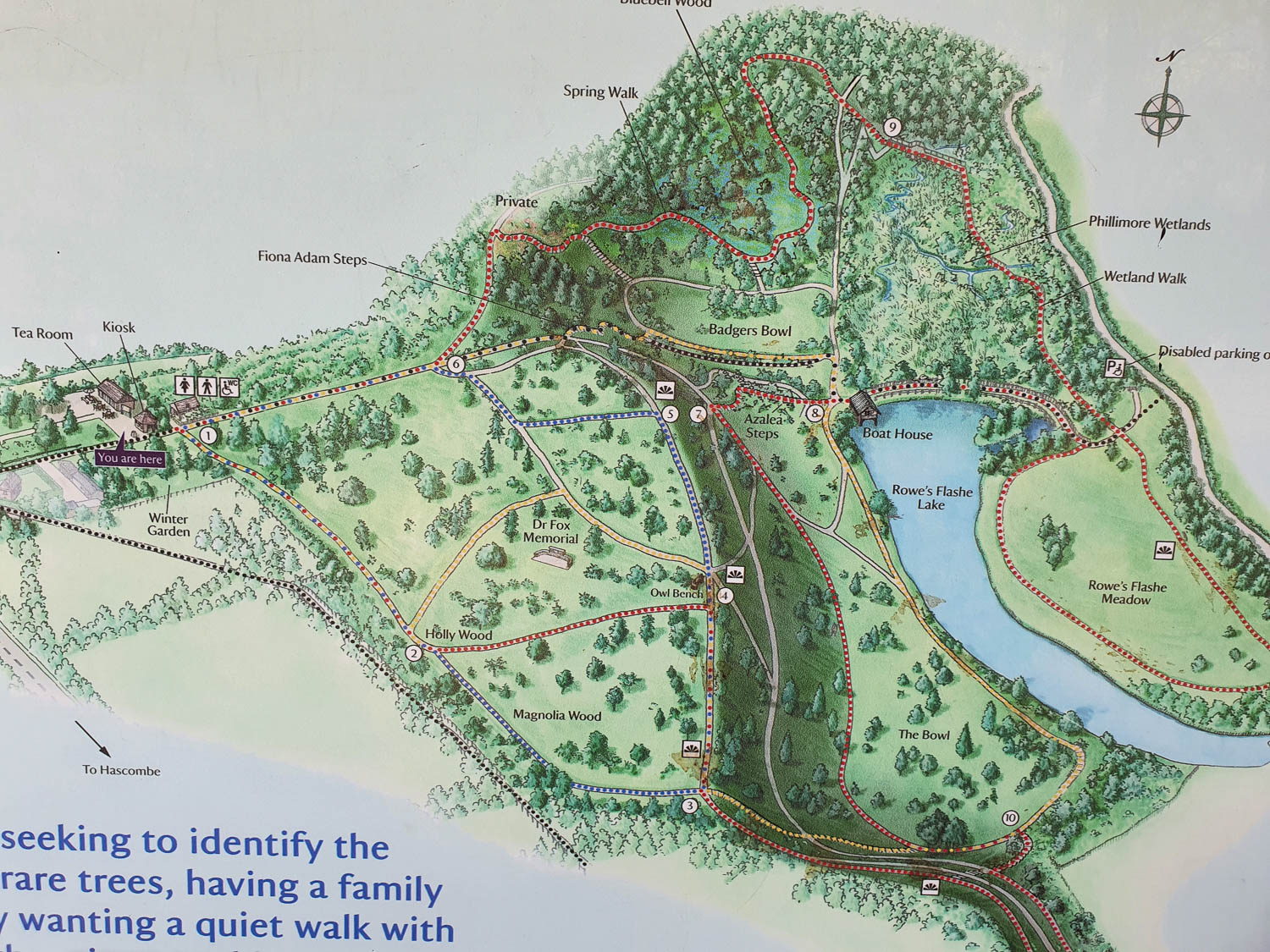Map of Winkworth Arboretum including different colour coded trails and ideas of places to visit during a family day out at Surrey National Trust