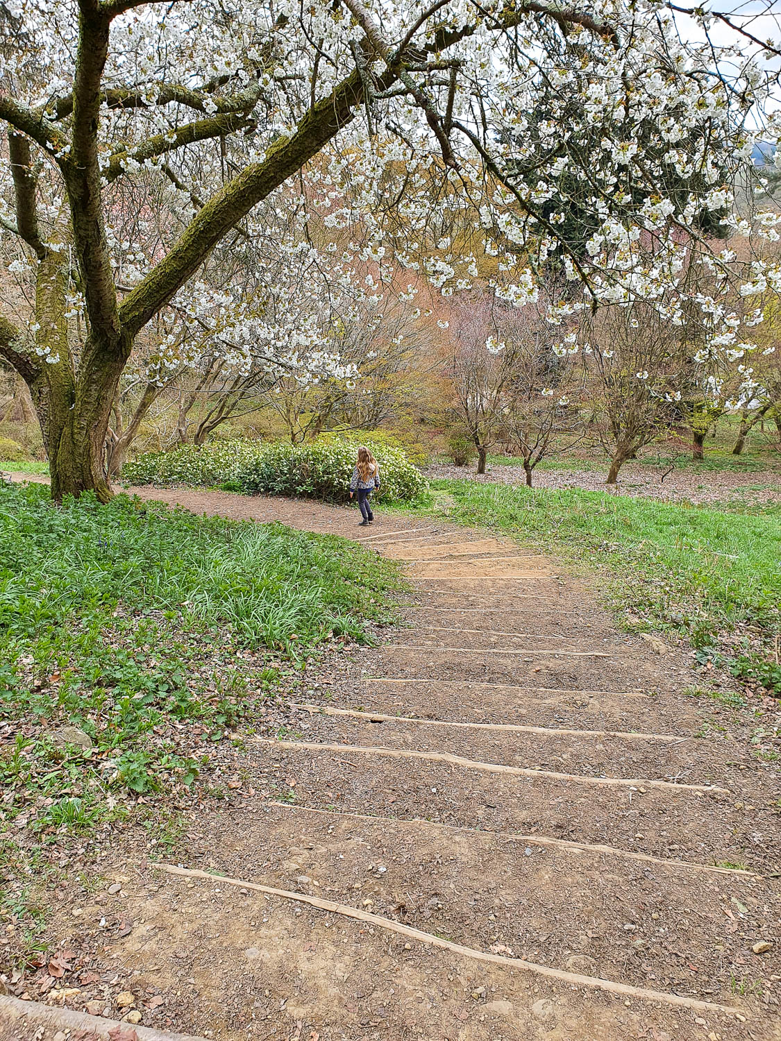 My daughter walks down the earth steps in the hillside under a blossom tree during a day out at Winkworth Arboretum with kids