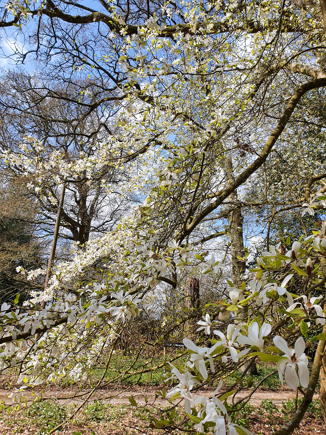 White magnolia blossom against a blue sky, with other trees in the background during a day out at Winkworth Arboretum with kids