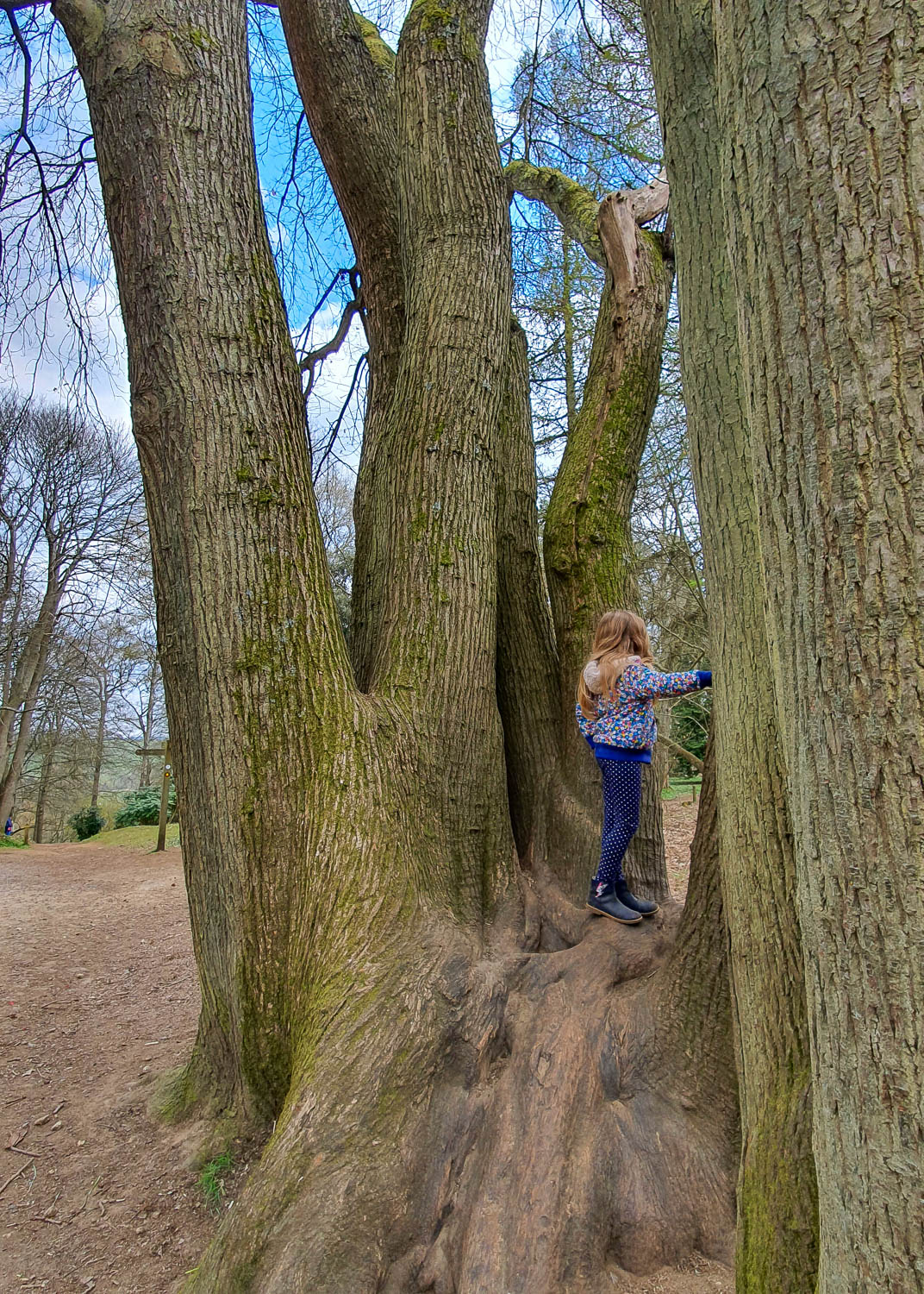Young girl standing in the centre of the trunk of an immense tree at Winkworth Arboretum - a day out at the Surrey National Trust site with kids