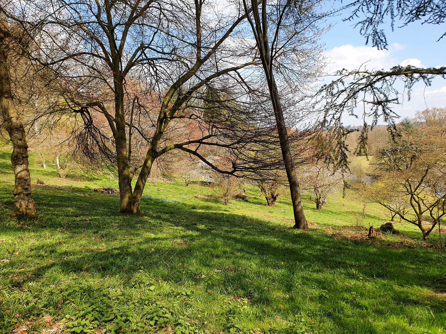View down the hillside at Winkworth Arboretum past some of the trees in early Spring - a day out at Winkworth National Trust with kids in Surrey