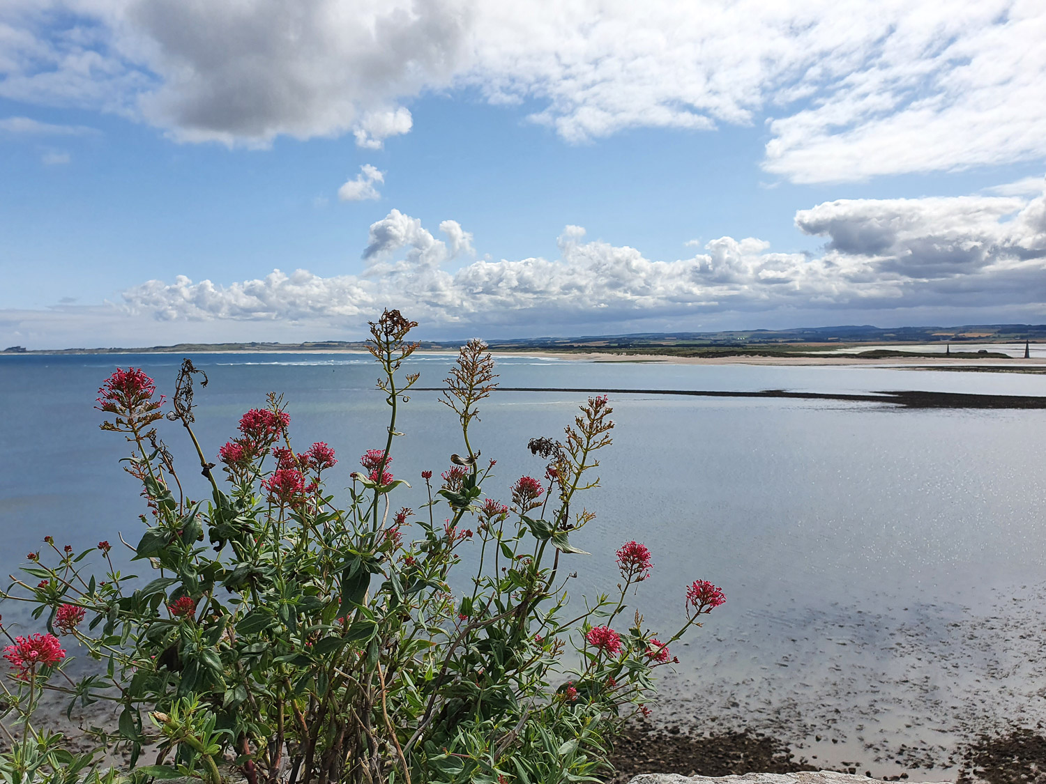 View through pink flowers across the calm sea to land beyond from the Upper Battery of Lindisfarne Castle - you'll find some of the best views on Lindisfarne from here