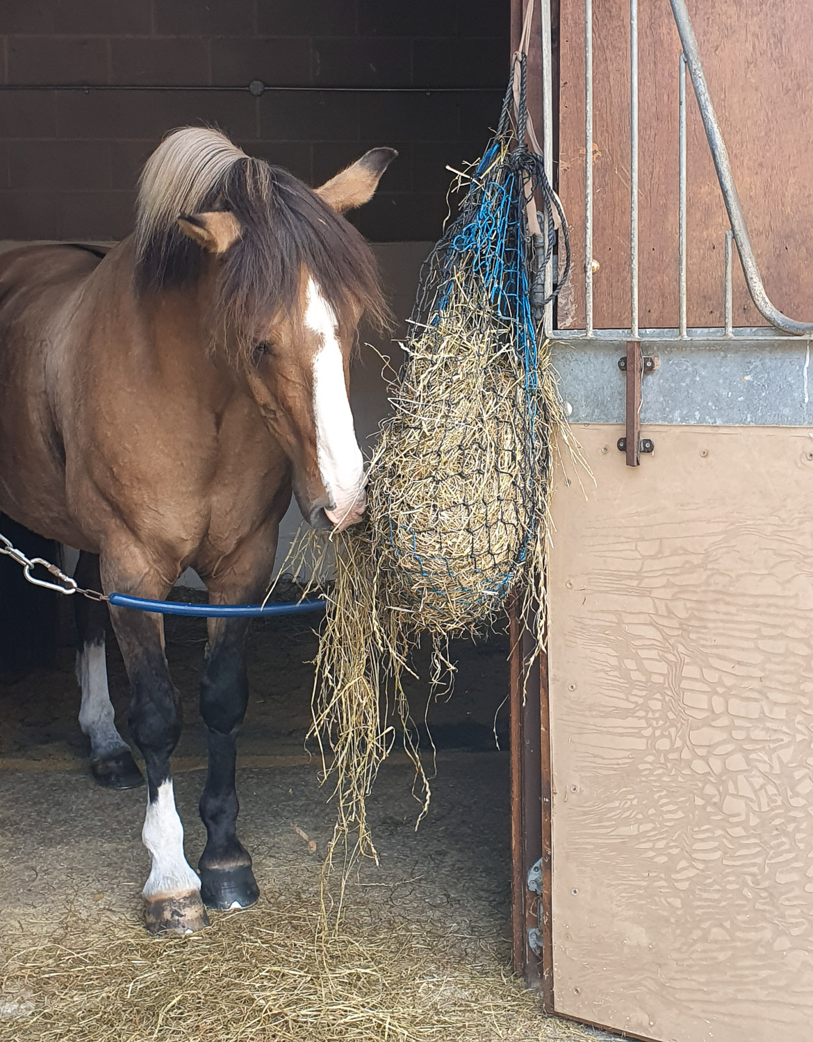 One of the horses performing in the tiltyard eats from its bag of hay in the stables - my review of a visit to the Royal Armouries with kids