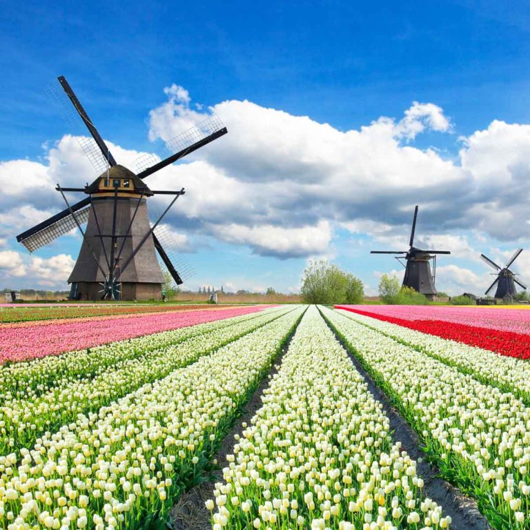 Rows of colourful tulips with several windmills seen against a blue sky with fluffy white clouds - ideas for day trips from Amsterdam with kids, including some of the most beautiful cities in the Netherlands