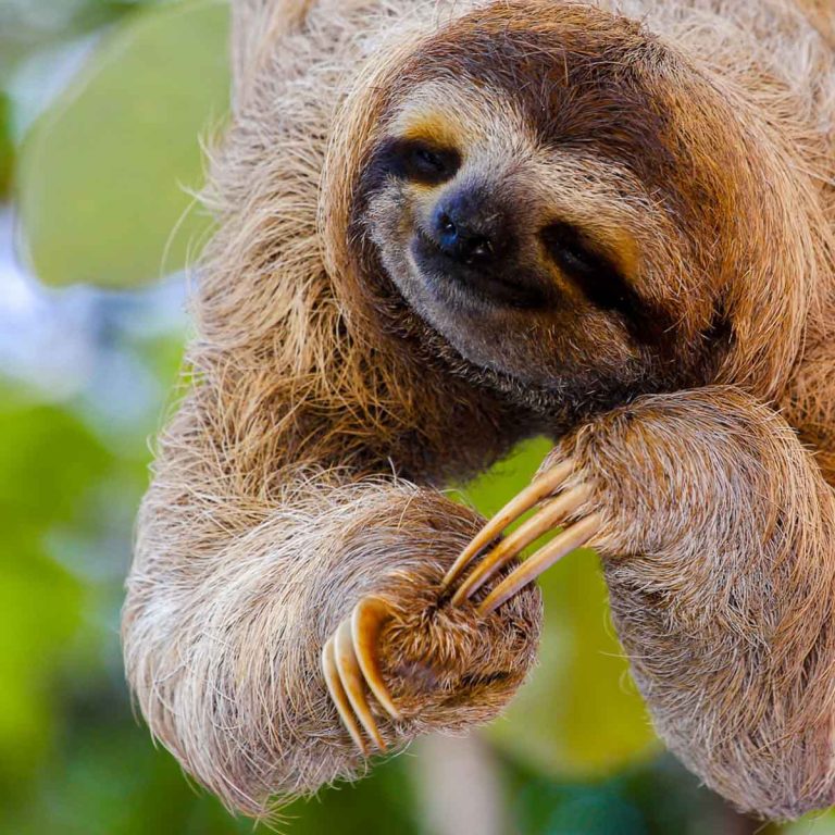 Sloth hanging from a tree with what appears to be a smile on its face - one of the highlights of visiting Costa Rica with kids