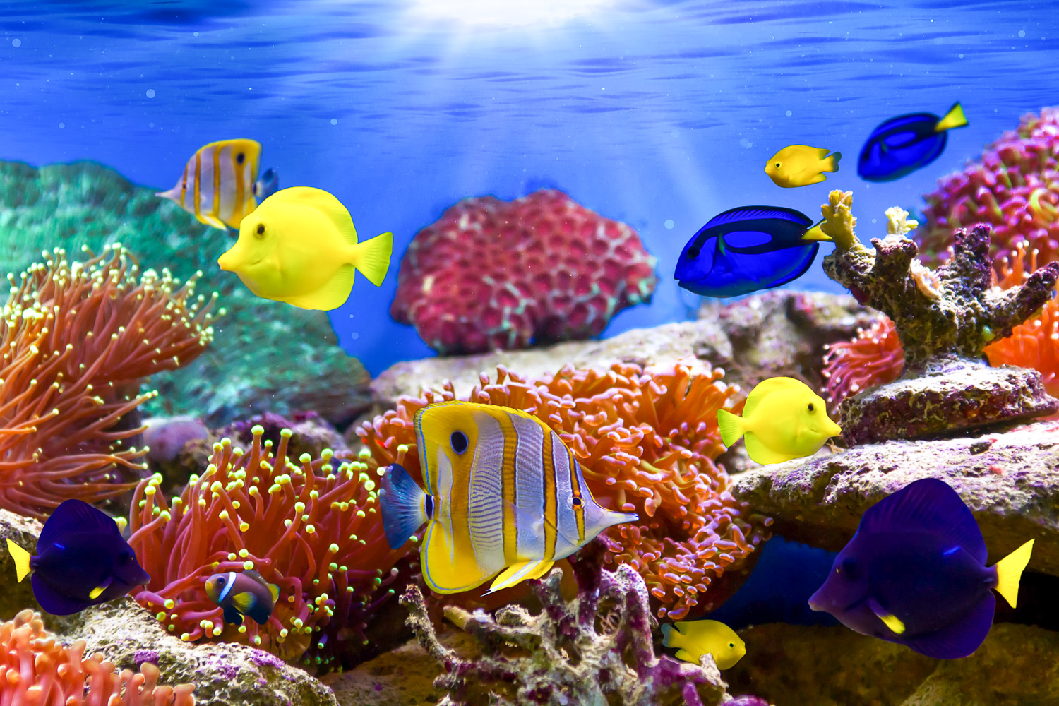 Tropical fish on a coral reef in a tank - with two aquariums on the island, it's easy to discover Greek marine life in Crete with kids