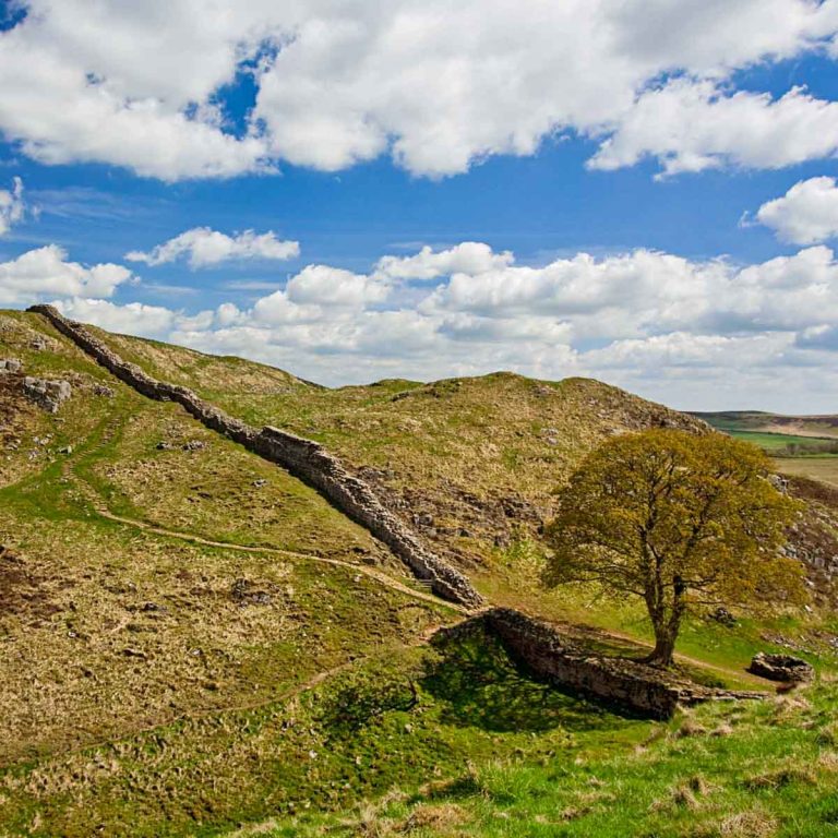 View of Hadrian's Wall rising over a sheep nibbled green hill with the famous single tree of Sycamore Gap at the bottom in its dip, all under a blue sky - my tips on visiting Hadrian's Wall for kids