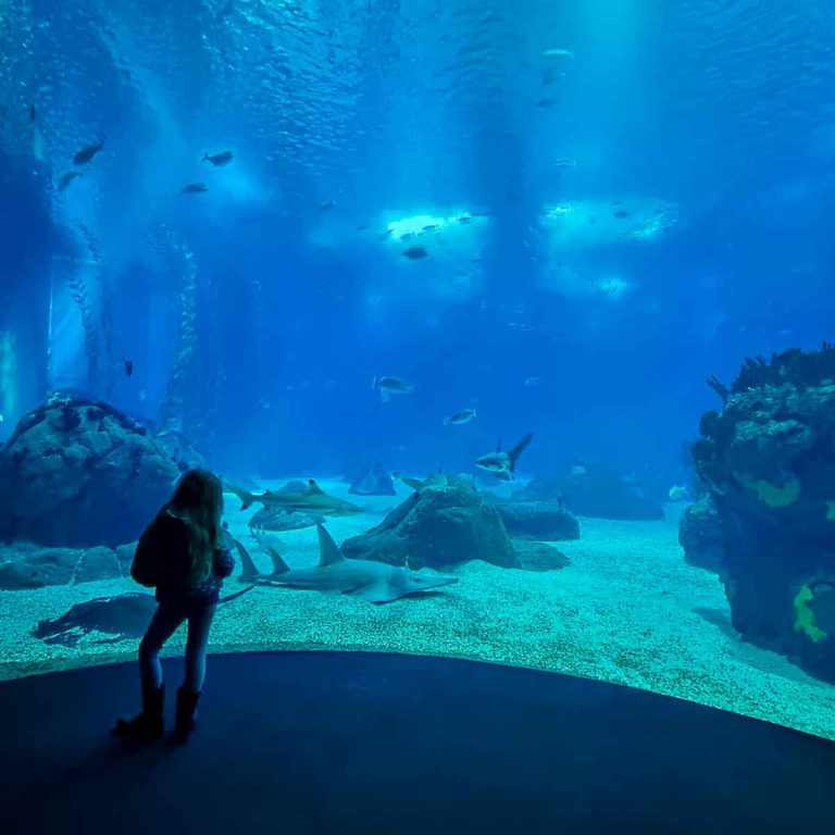My daughter looks at rays, sharks and fish through one of the floor to ceiling windows into the huge tank at the heart of Oceanario - my Lisbon aquarium review