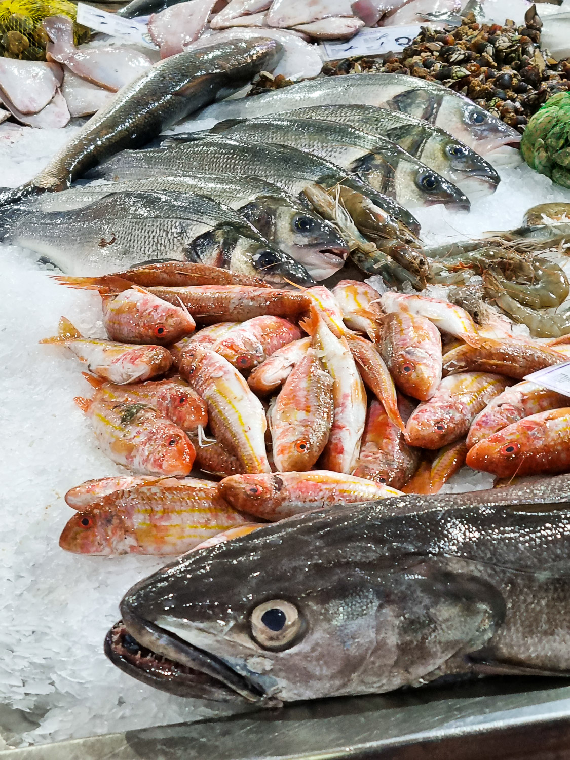 Close-up view of some of the fresh fish on ice at one of Lisbon's food markets, including prawns and squid, along with silvery grey and orange-red fish - my review of a market tour and Lisbon cooking class for families