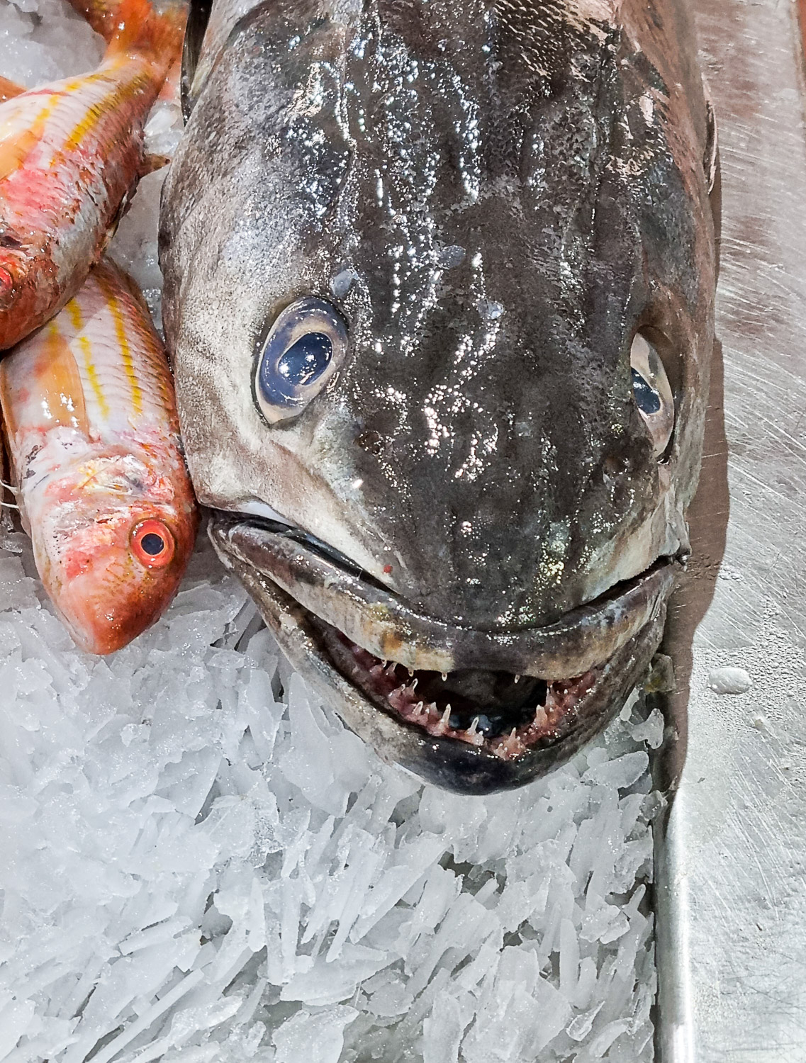 Close-up of a couple of fish on ice at Lisbon's market, one larger grey with sharp teeth, two smaller orangey red - buying ingredients ahead of a Lisbon cooking class with kids
