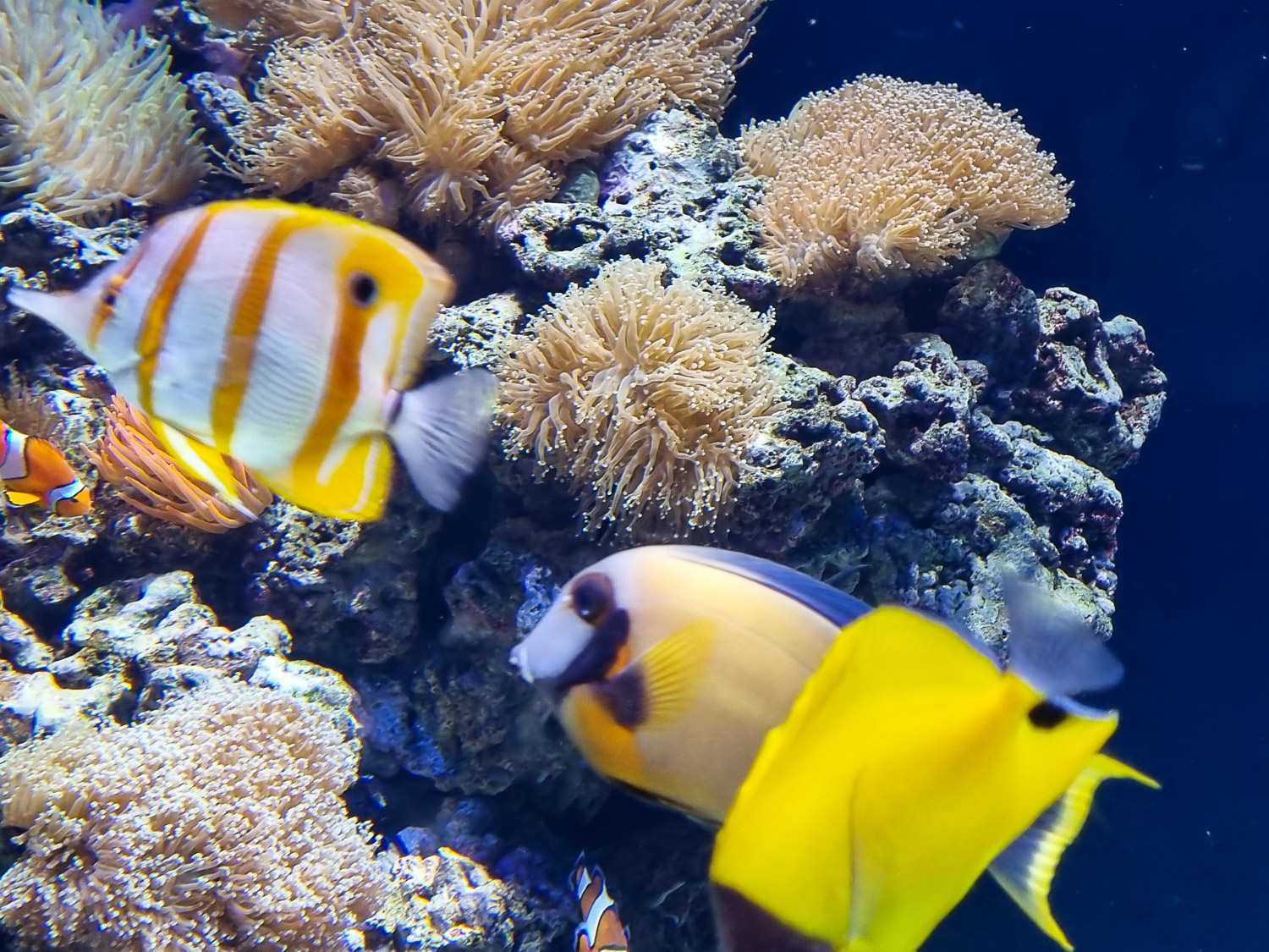 Bright yellow and striped reef fish plus a clownfish - coral reef fish are among those to be found at the Sea Life Aquarium on London's South Bank
