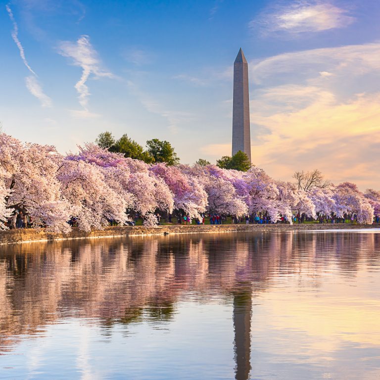 View over the tidal basin to cherry trees and Washington Monument in spring - the best things to do in Washington DC with kids