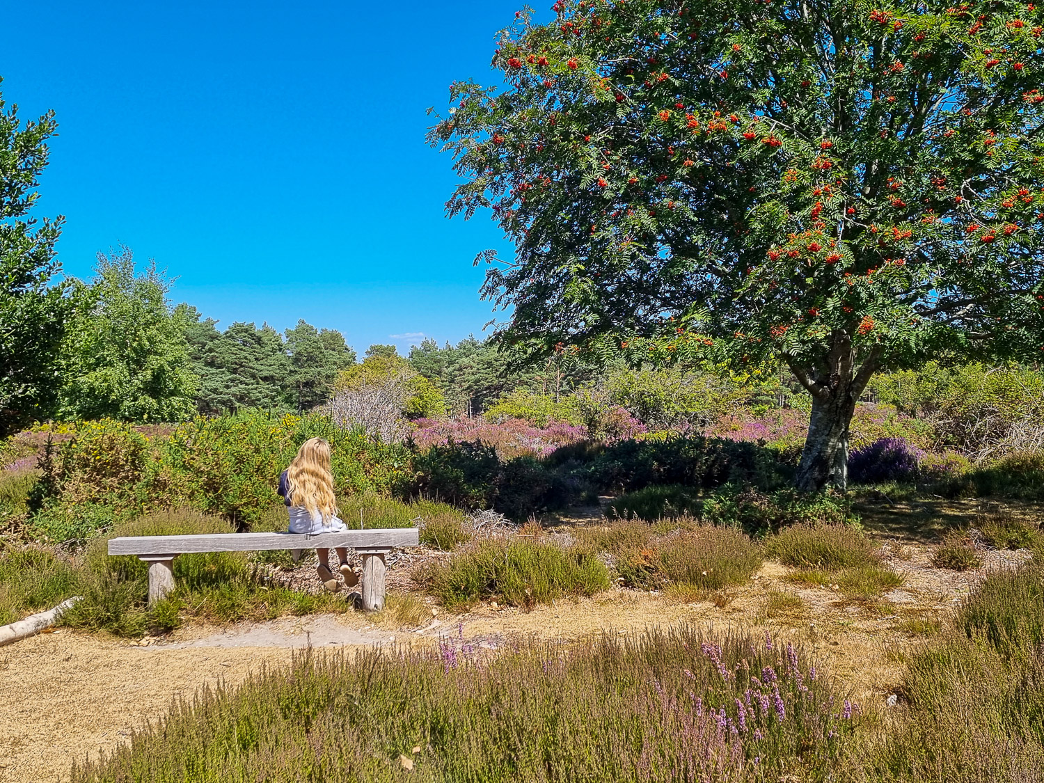 My daughter sits on a bench by a tree looking towards the heathland during a day out on Brownsea Island in Dorset