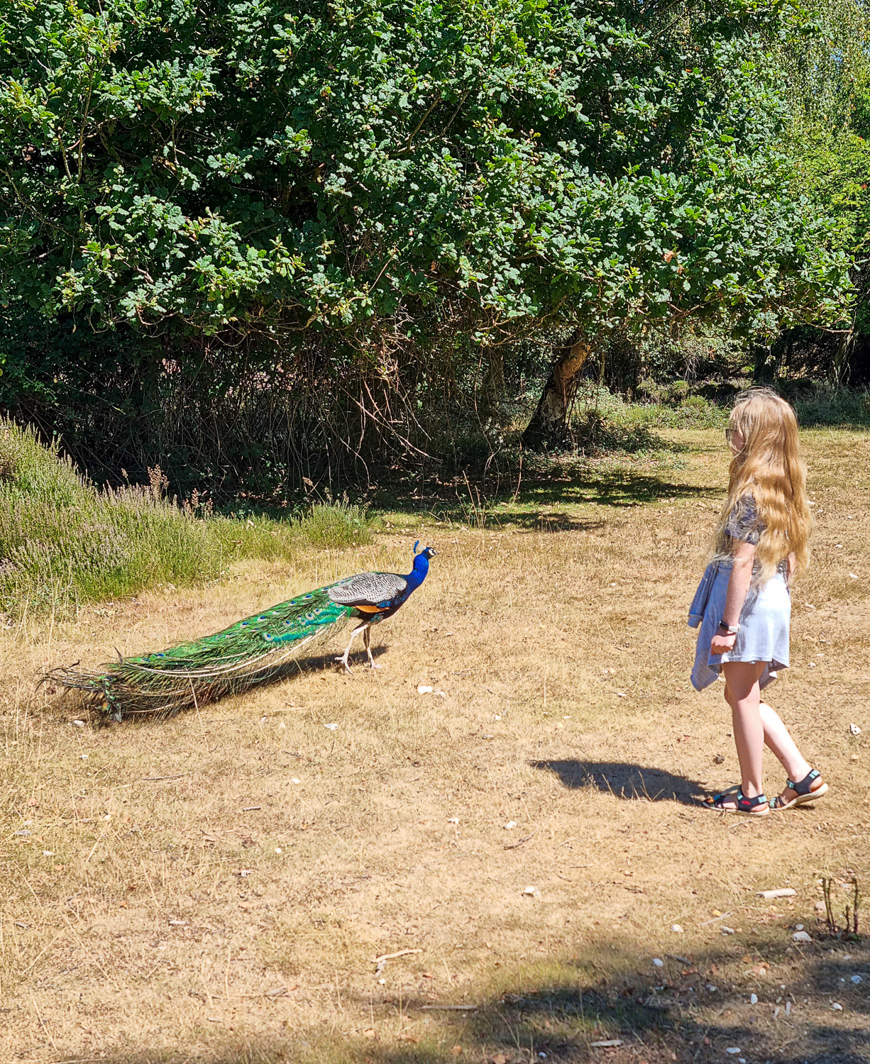 My daughter looks at one of the peacocks which roam wild on Brownsea Island in Dorset
