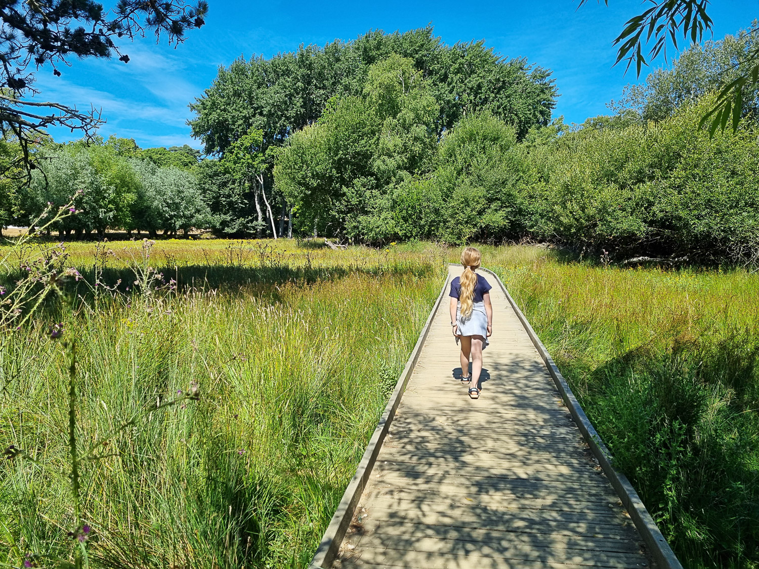 My daughter walks along the boardwalk towards the nature reserve during a family day out on Brownsea Island, Dorset