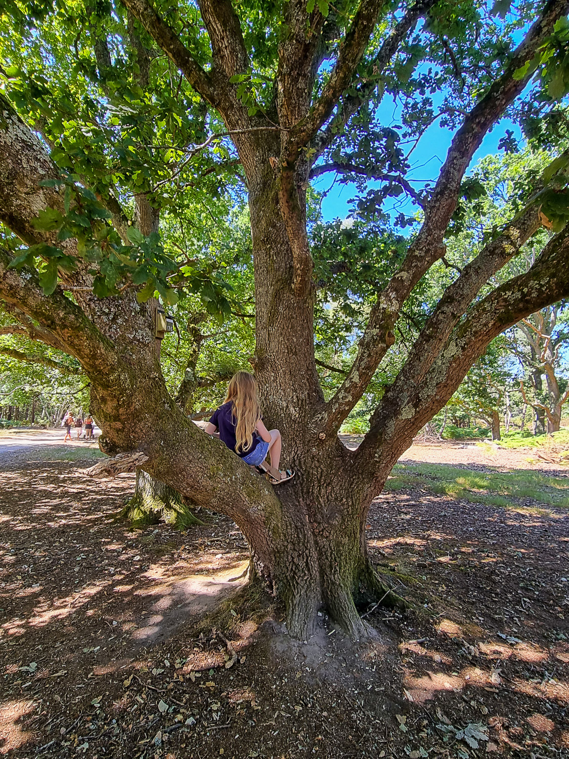 My daughter in the branches of one of the huge old trees on Brownsea Island - one of the trails points out the best trees and tips on how to climb them if you're visiting Brownsea Island with kids