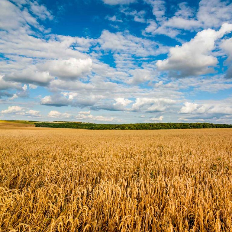 A field of golden wheat under a blue sky - as summer ends, some inspiration for UK days out for autumn