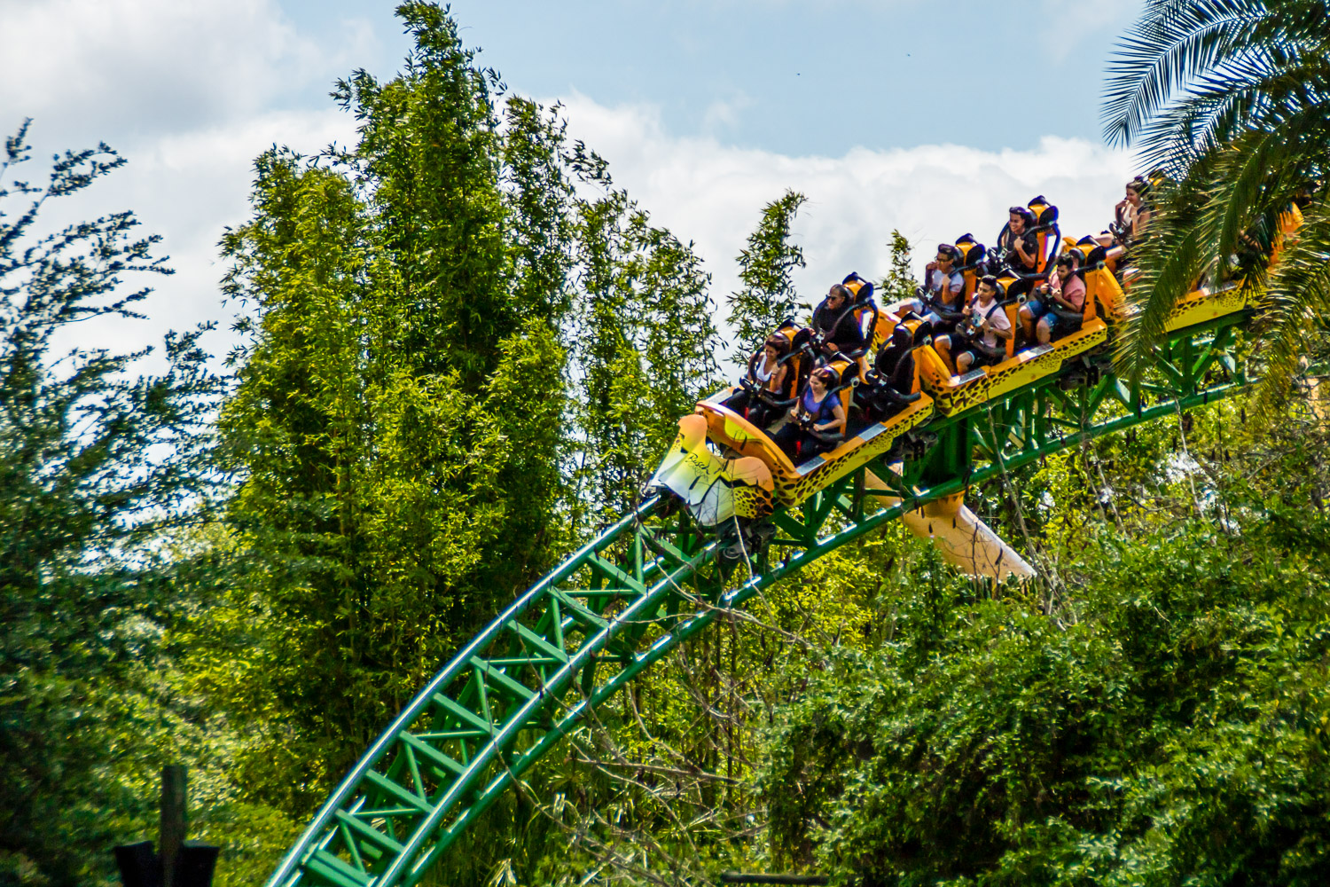 Rollercoaster among the trees at Busch Gardens - one of the best things to do in Tampa with kids