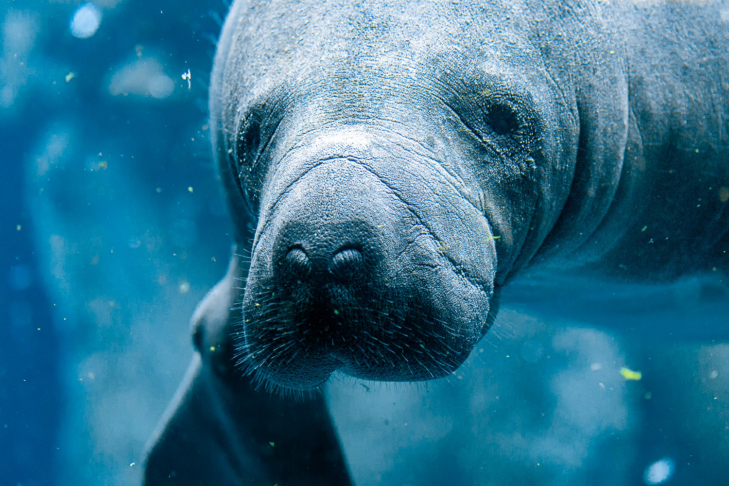 Close-up of a manatee underwater - visit during winter and you can spot them in Tampa Bay, one of the fun things to do in Tampa with kids