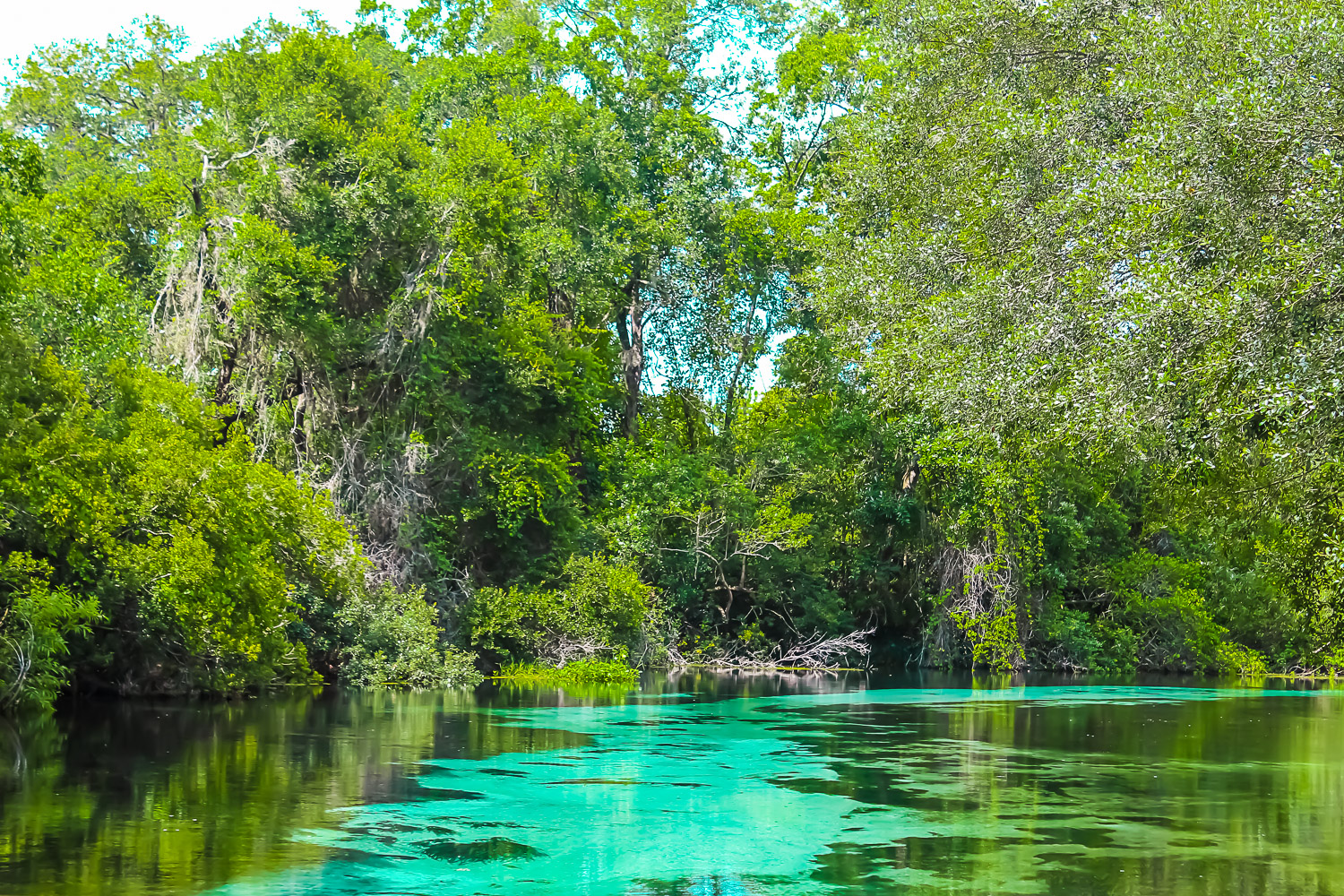 Weeki Wachee Springs River, home to its famous 'mermaids', and a great day out from Tampa with kids