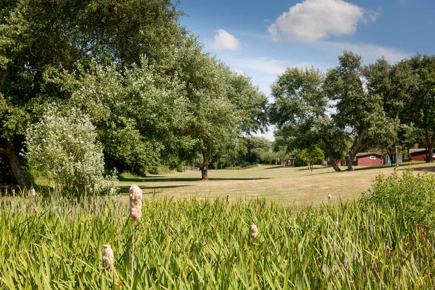 Countryside at Shorefield Country Park in the New Forest