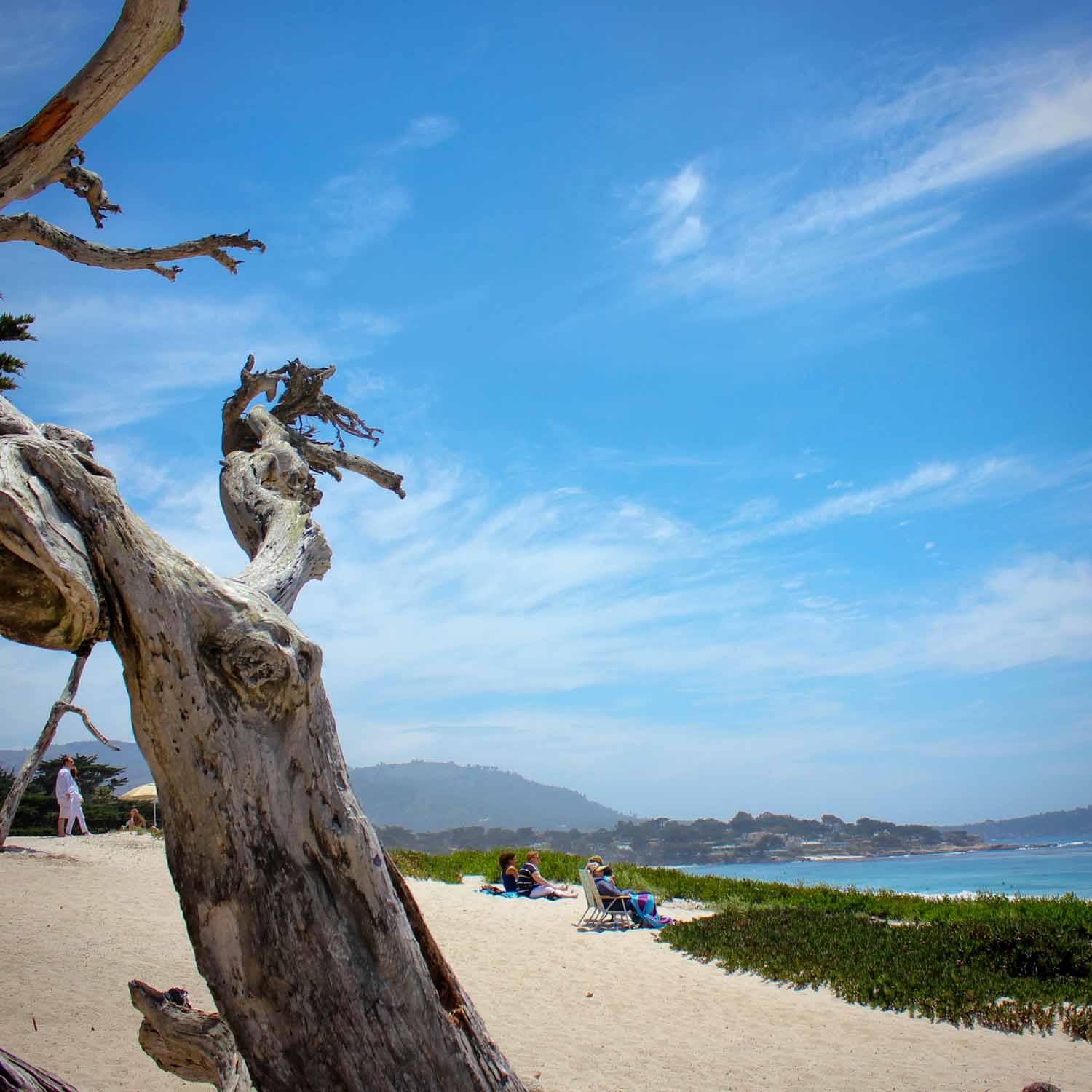 Bleached tree on the beach at Carmel - my Pacific Coast Highway pictures and reasons to visit California