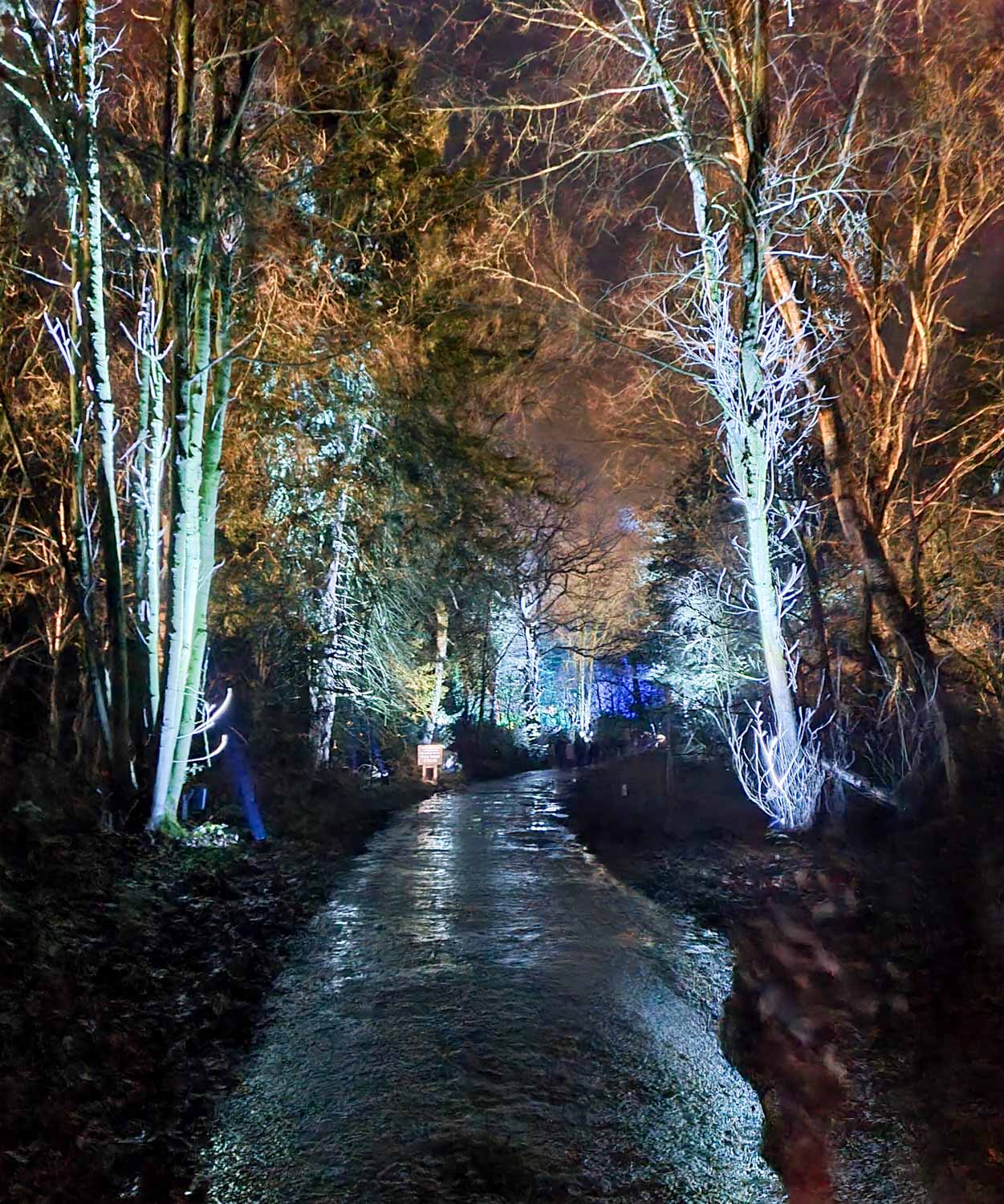 Path leading under illuminated trees at the Harry Potter Forbidden Forest Experience in Cheshire