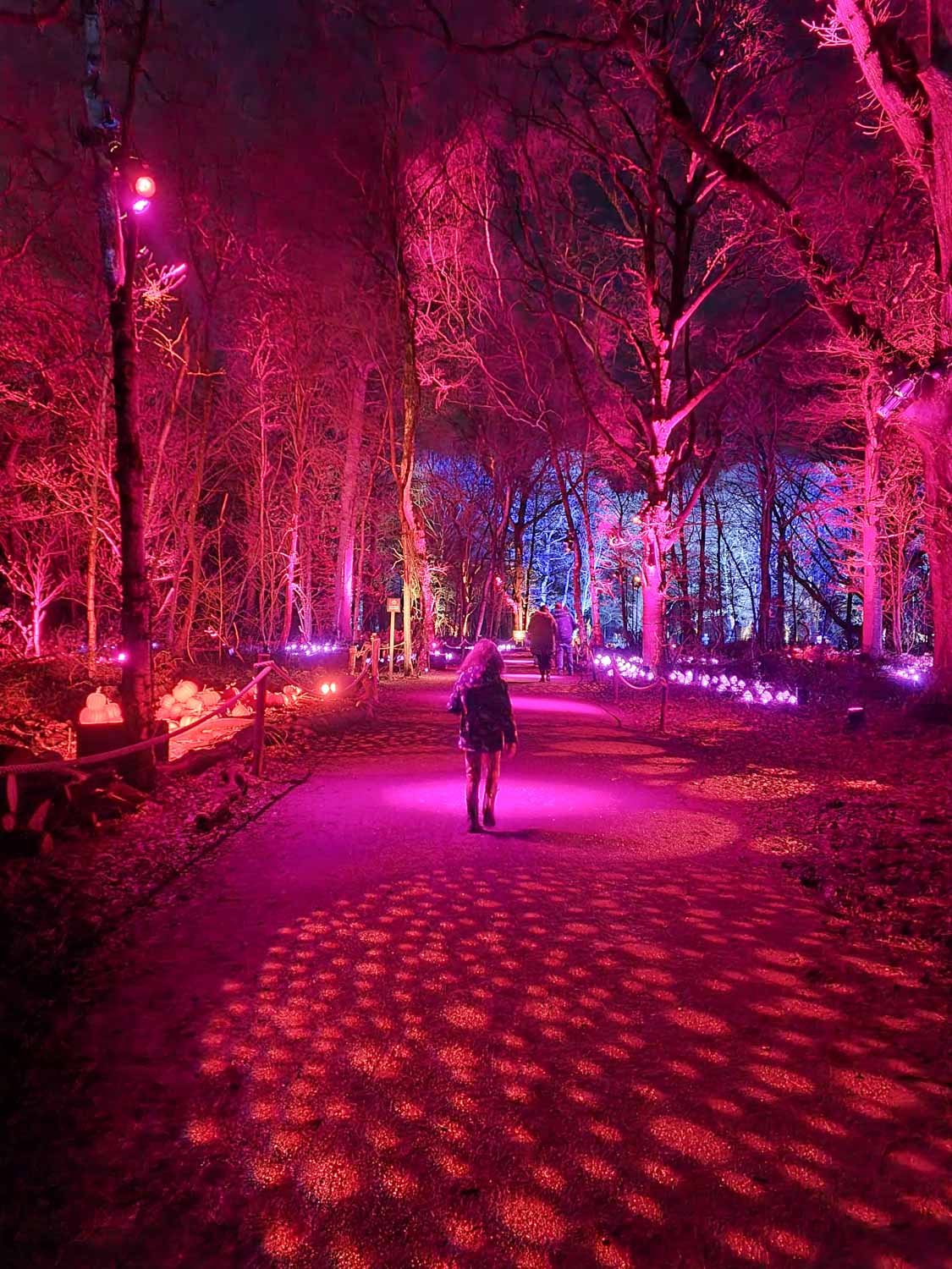 My daughter walks on an illuminated path at the Harry Potter Forbidden Forest Experience in Cheshire - my review