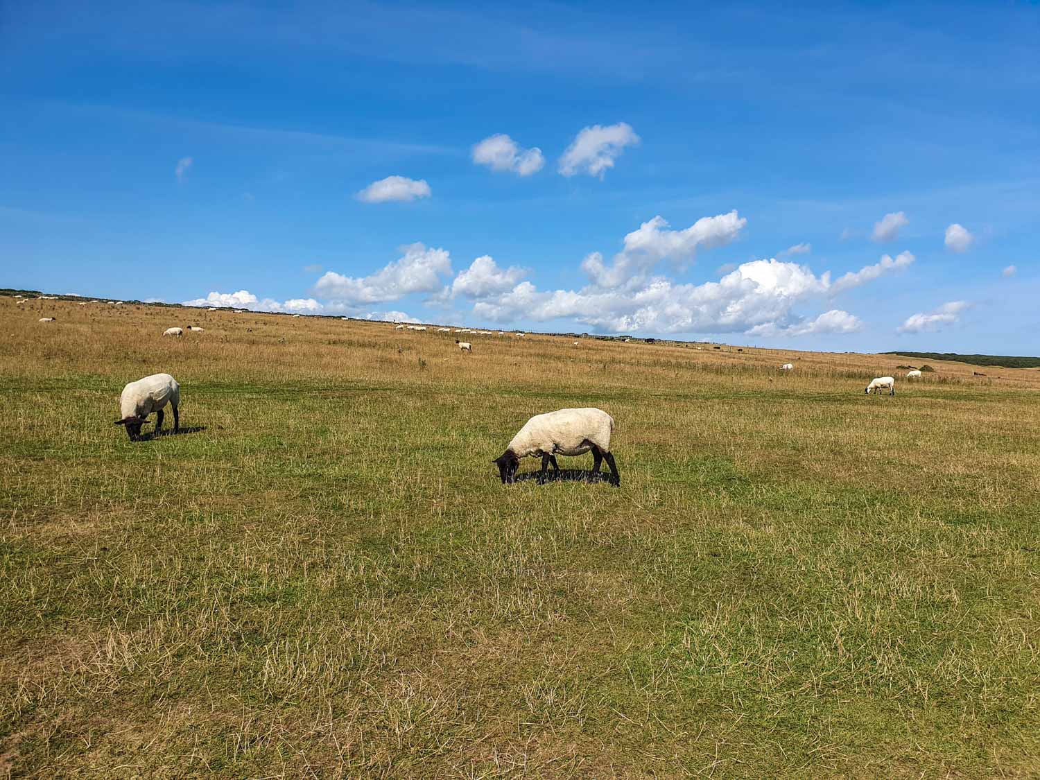 Sheep on the grass along the path from Craster to Dunstanburgh Castle, Northumberland