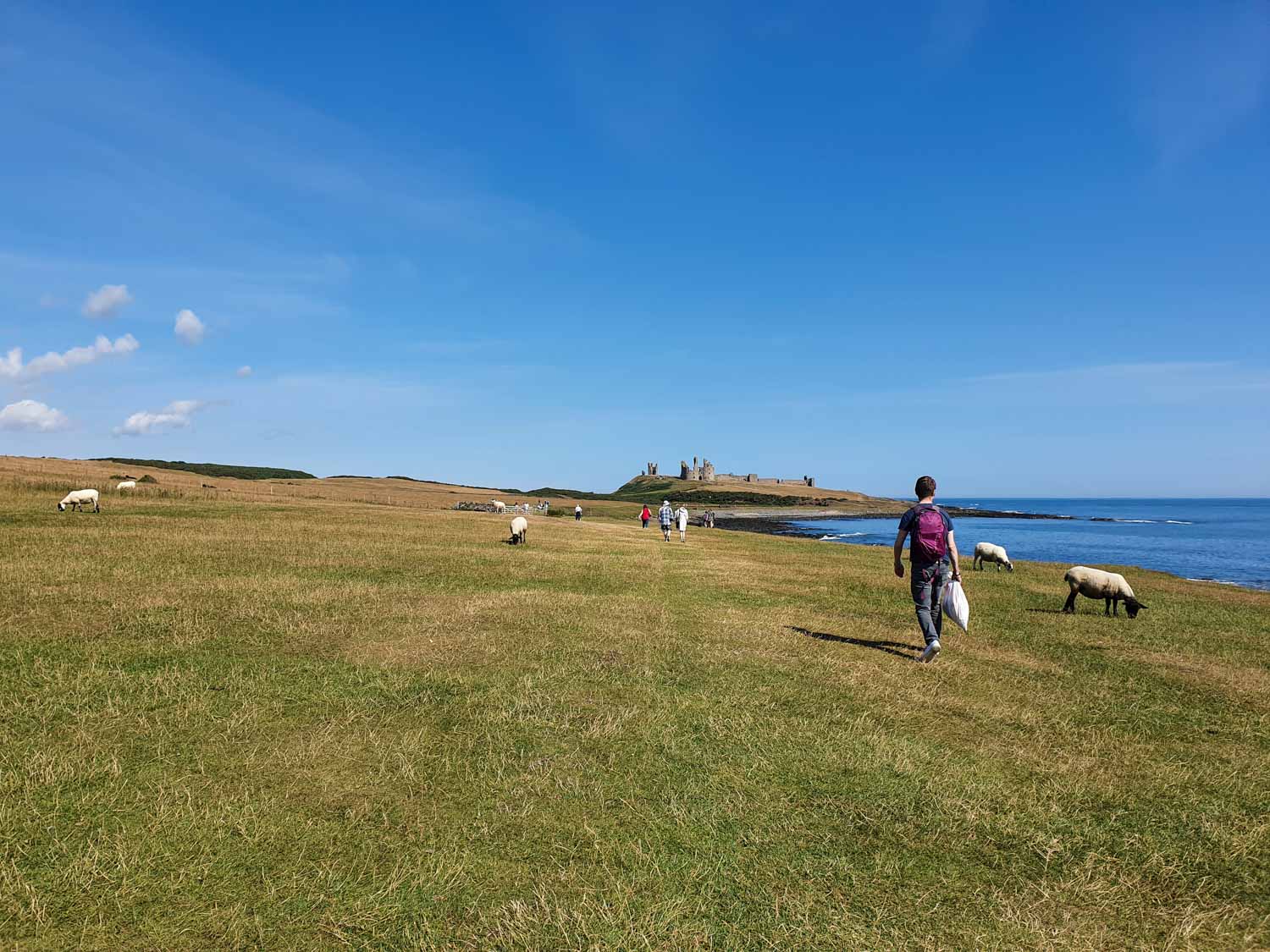 View of sheep eating the grass on the walk to Dunstanburgh Castle, Northumberland, just seen in the distance on the clifftop by the sea