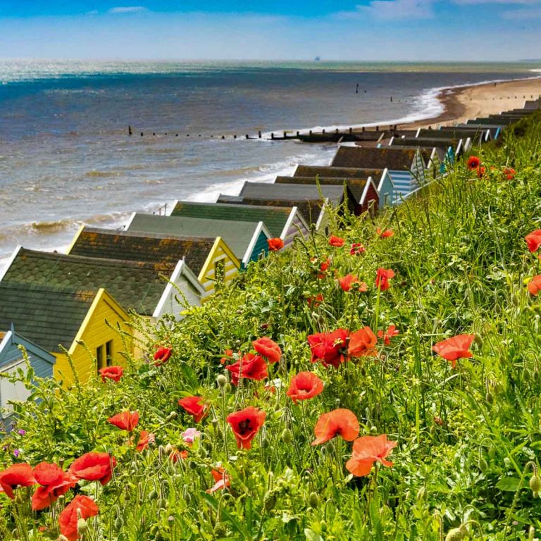 Red poppies amongst the grasses on the cliff at Southwold, Suffolk, with beach huts below - the best things to do in Suffolk with kids