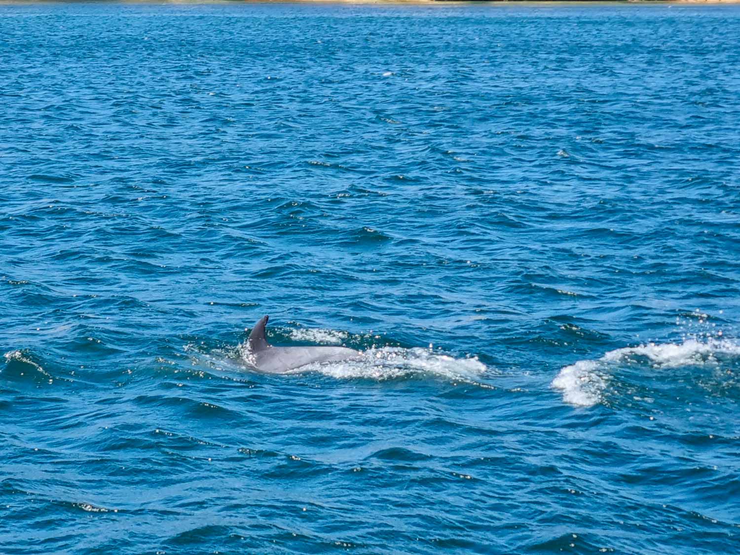 Dolphin just seen in the waves on a boat trip from Lagos with kids