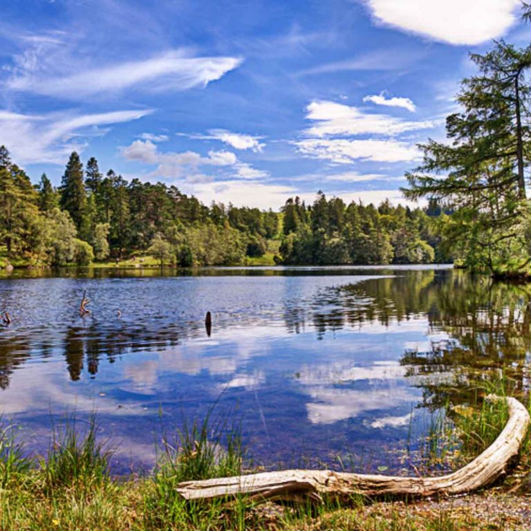 A view of Tarn Hows, a small lake in the Lake District surrounded by woodland - discovering the best things to do in the Lake District with kids, beyond the gorgeous scenery