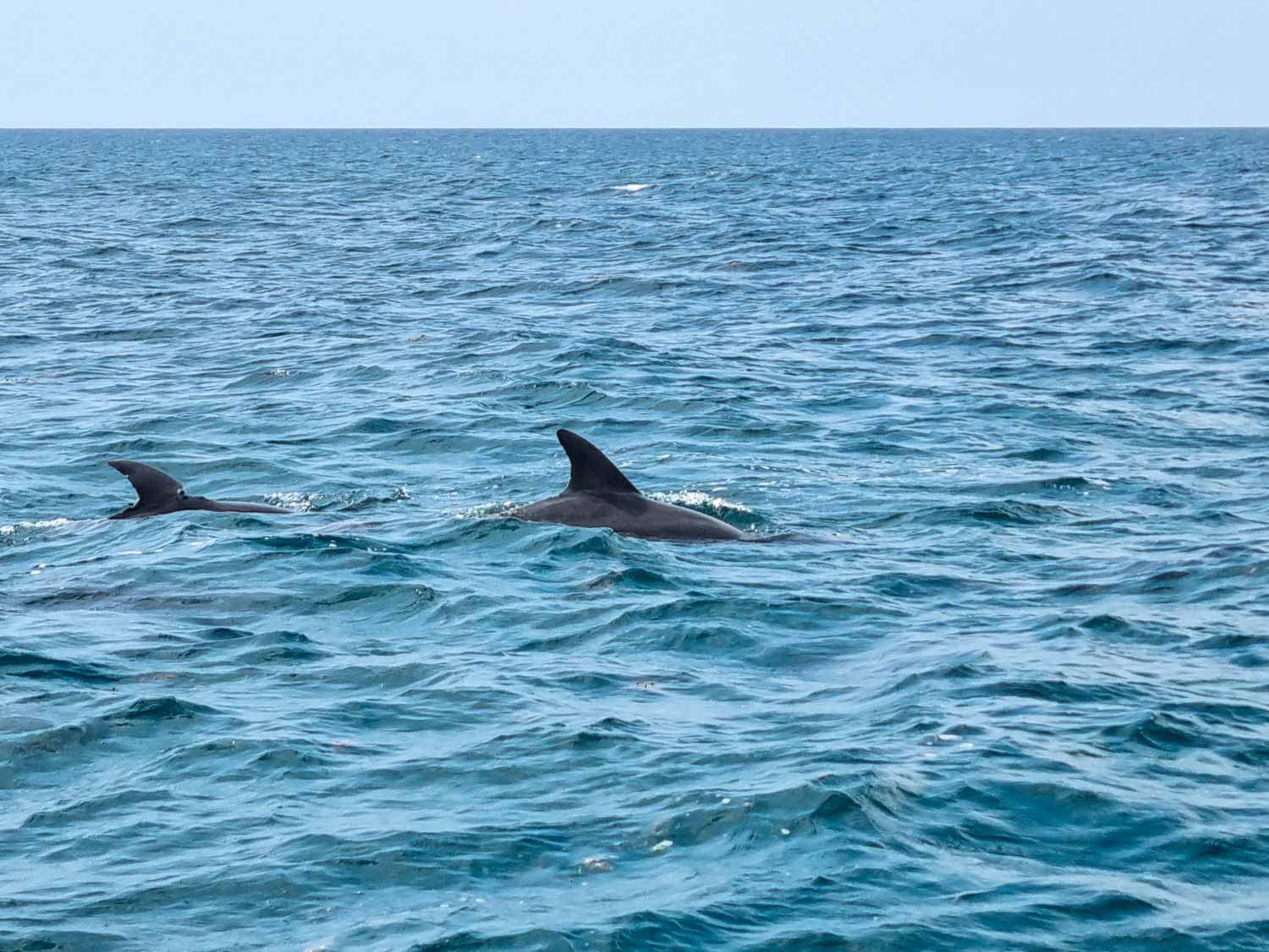Dolphins just visible above the waves in the sea of Watamu National Marine reserve - a dolphin-spotting trip is one of the activities to try during a stay at Hemingways Watamu with kids