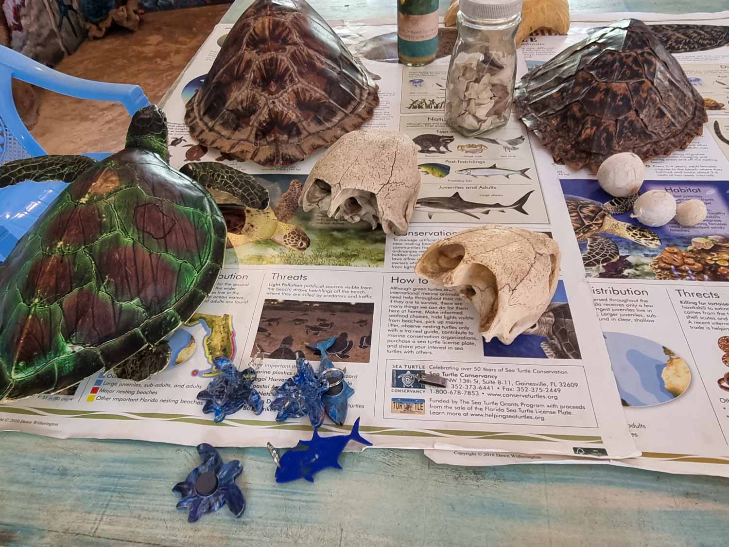 Turtle shells, eggs and other natural exhibits at Watamu Turtle Sanctuary in Kenya, which we visited during a stay at Hemingways Watamu with kids