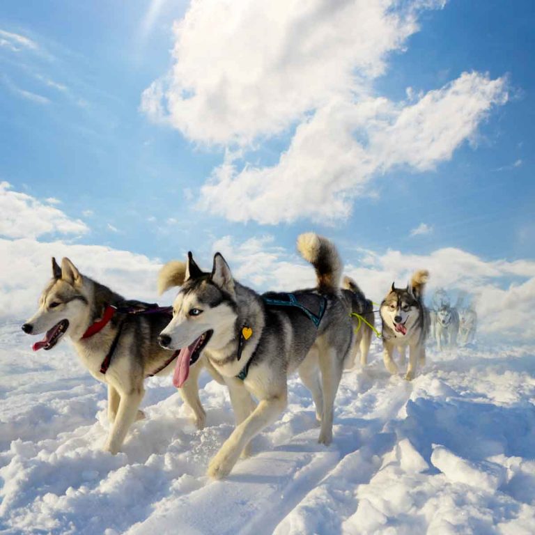 Huskies running in a team over a snowy landscape under blue sky - one of the activities to try on the best snow holidays for non skiers