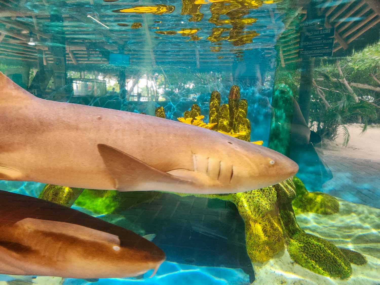 Nurse shark in a tank at Florida Keys Aquarium Encounters, one of the most memorable stops on our Florida Keys itinerary with kids