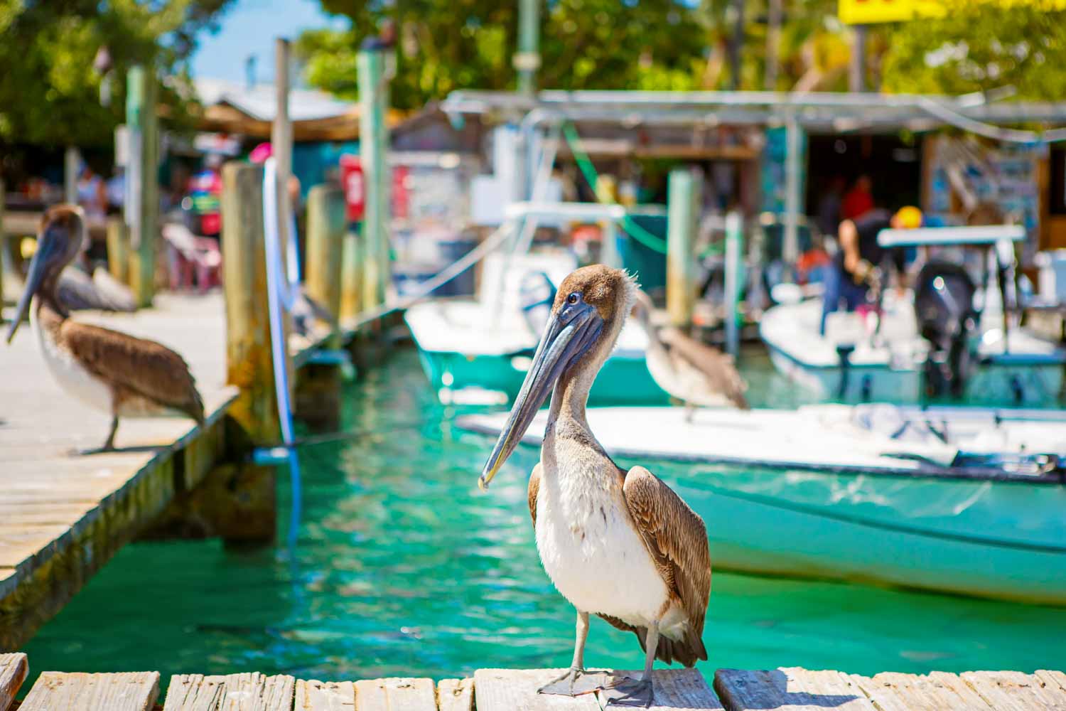Big brown pelicans waiting for fish at Robbie's Marina in Islamorada - one of the unmissable stops on a Florida Keys road trip