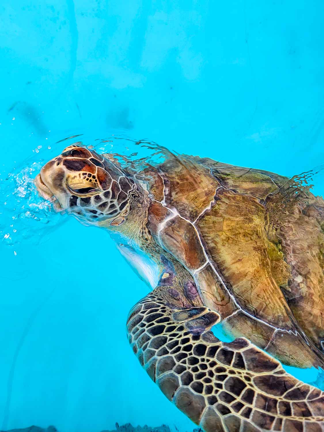 Turtle poking its head out of the turquoise water in a tank at Marathon Turtle Hospital, one of the unmissable stops in a Florida family road trip itinerary