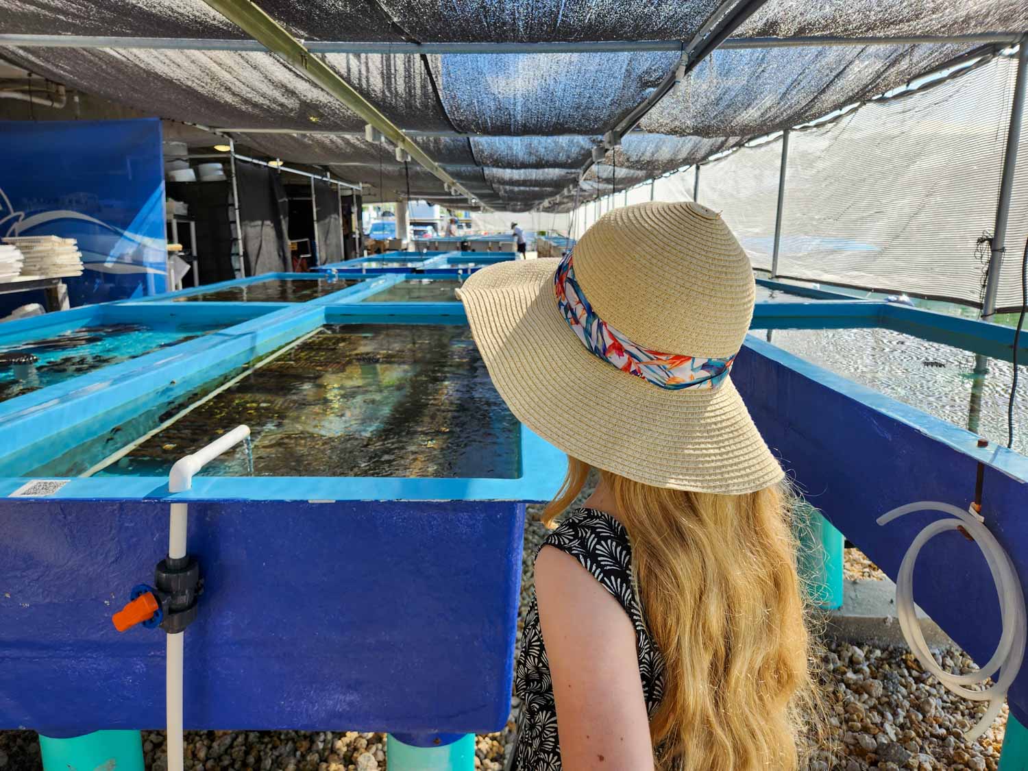 My daughter looks towards some of the tanks of coral during a public tour of the Mote Marine Laboratory in Summerland Key, one of the most unusual things to do on a Florida Keys road trip with kids