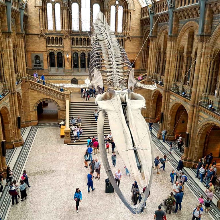 The whale skeleton which replaced Dippy the diplodocus in the Hintze Hall of London's natural history museum - my tips for visiting the natural history museum with toddlers and young kids