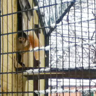 An indecisive squirrel monkey at Battersea Park Children's Zoo