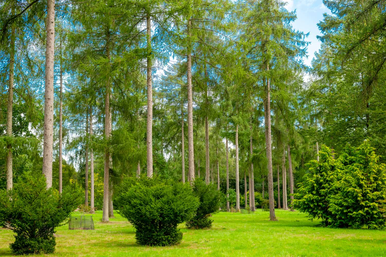Footpath through the trees at Westonbirt arboretum - one of the lovely places to get outdoors in the Cotswolds with kids
