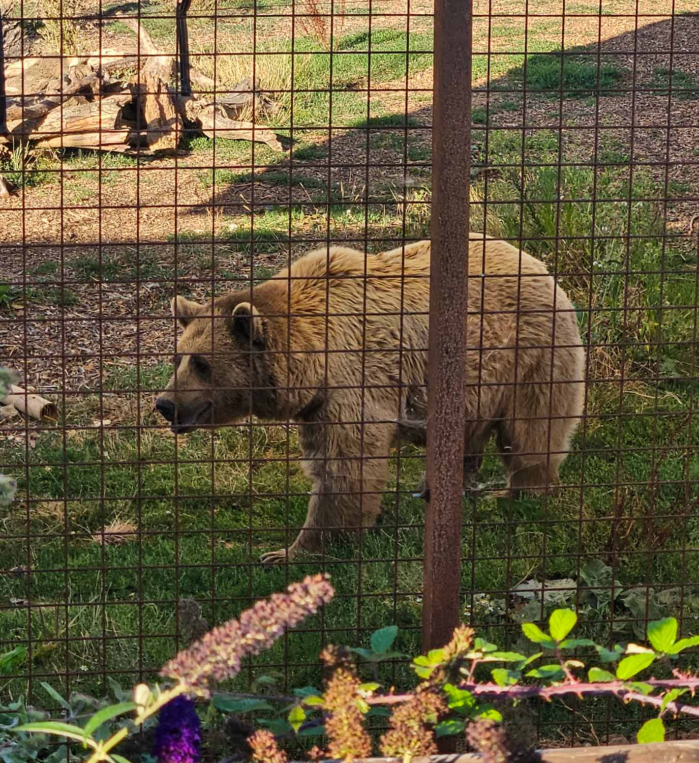 One of the brown bears at Wildheart Animal Sanctuary during a Sunset Safari - one of the best things to do on the Isle of Wight with kids