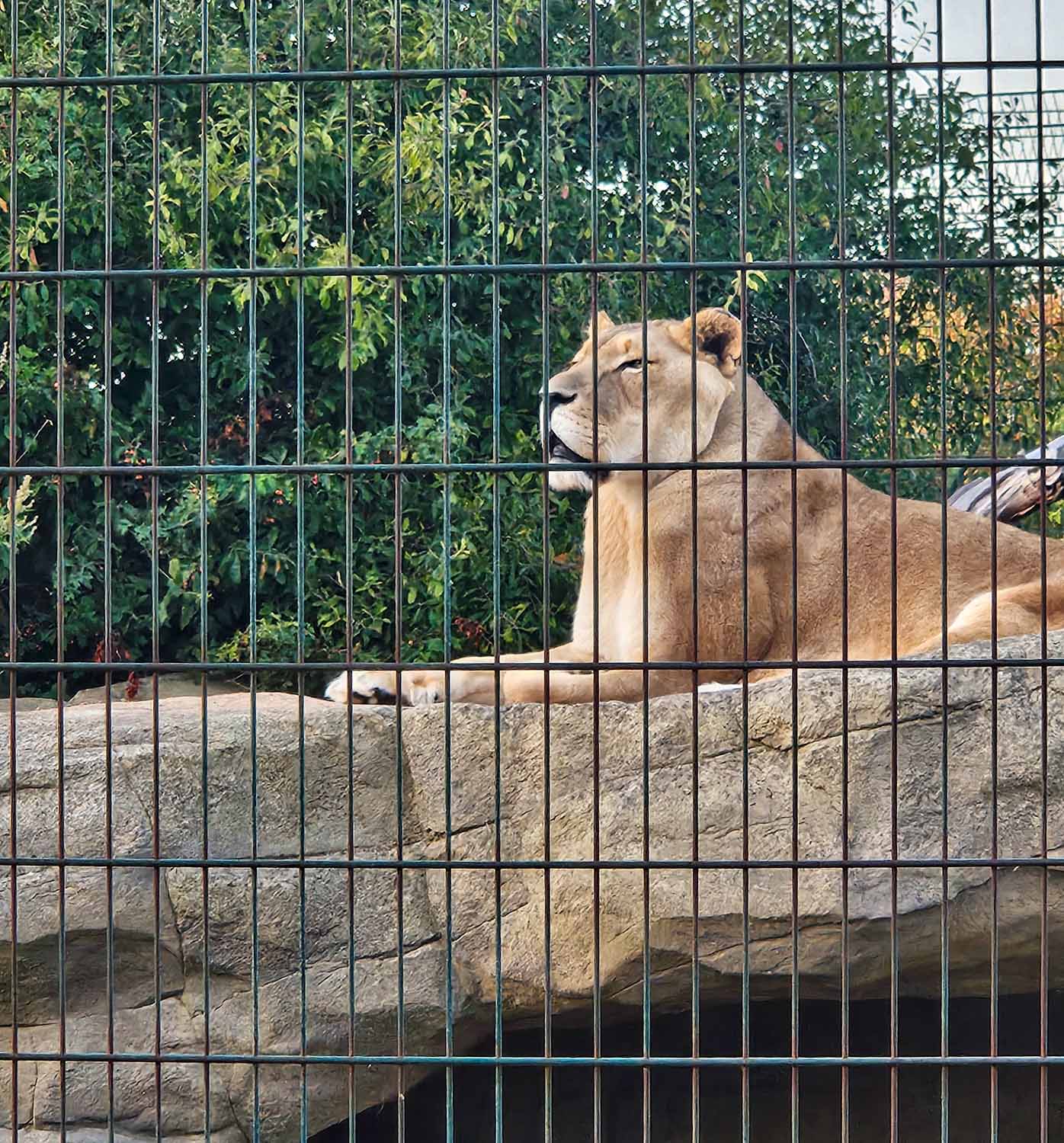 Lioness sitting on a rock at Wildheart Animal Sanctuary - a visit is one of the best things to do in the Isle of Wight with kids