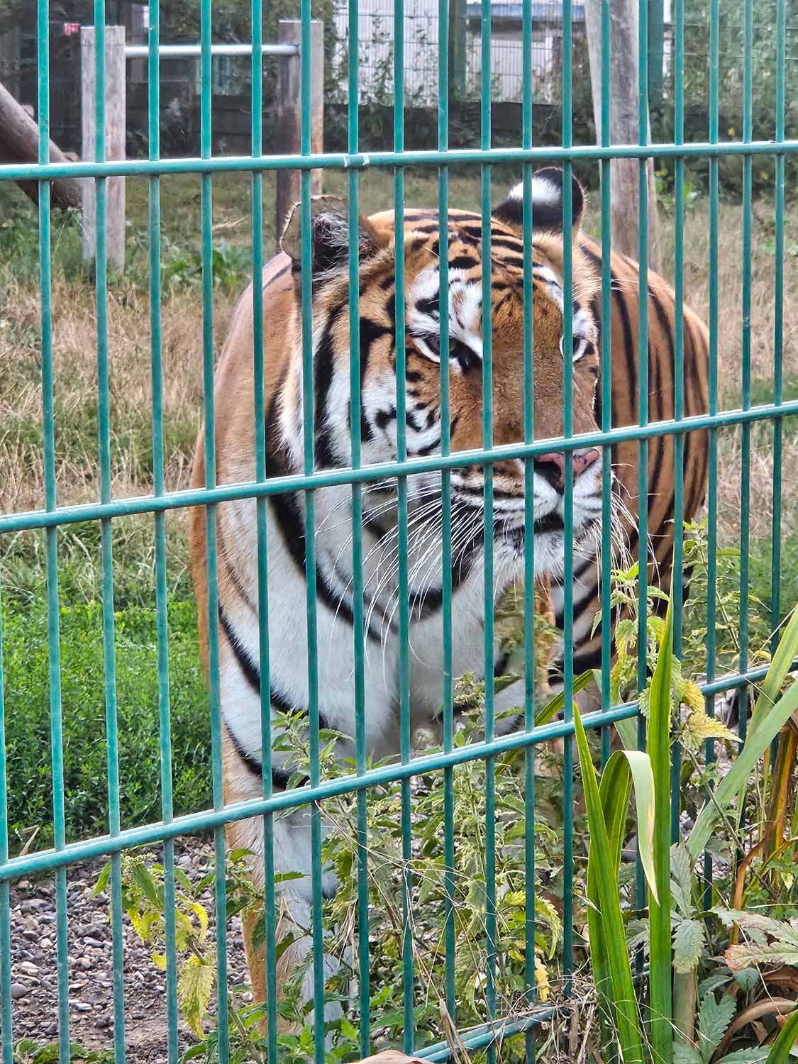 Tiger at Wildheart Animal Sanctuary - one of the best places to visit on the Isle of Wight with kids