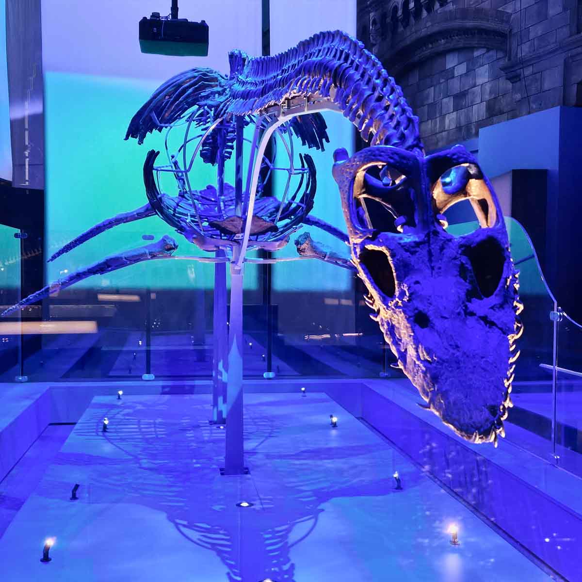 Face on view of a cast of a long-necked plesiosaur - one of the highlights of the Natural History Museum exhibition Jurassic Oceans: my review
